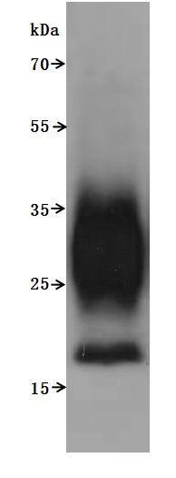 CSB-MP5031MOV High Specifity Validated by SDS-PAGE