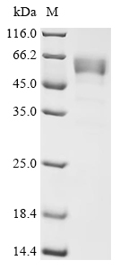 Recombinant Mouse Gamma-synuclein (Sncg) - image 1
