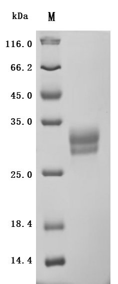 CSB-MP5305MOW-B SDS