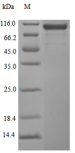 CSB-MP613267HU SDS