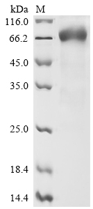CSB-MP614402HU