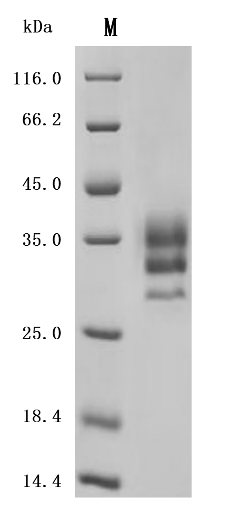 CSB-MP6176MOV SDS