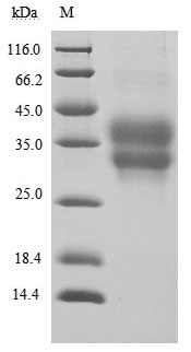 CSB-MP619964HU1-SDS