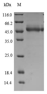 CSB-MP675446HU SDS-PAGE