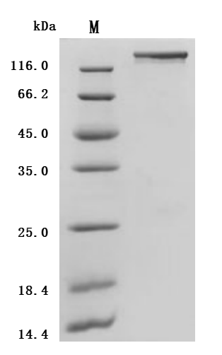 CSB-MP684467HU2