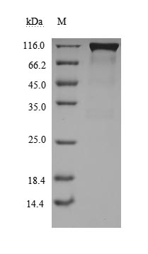 CSB-MP684964PAL-SDS