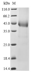 (Tris-Glycine gel) Discontinuous SDS-PAGE (reduced) with 5% enrichment gel and 15% separation gel.