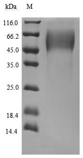 High Purity Validated of CSB-MP704410HU3c7