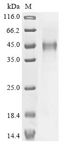 CSB-MP707478HU