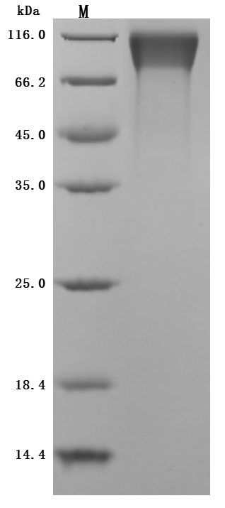 CSB-MP723346MO-SDS