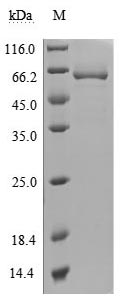 CSB-MP723415HU-SDS