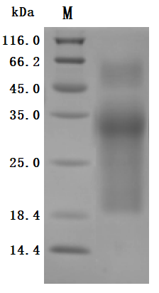 CSB-MP727848HU-SDS