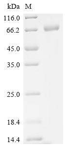 Recombinant Human CD276 antigen (CD276) , partial, Biotinylated - image 1