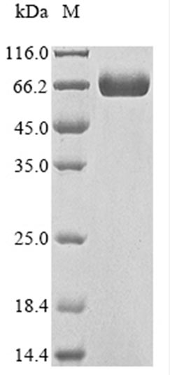 CSB-MP733578HU SDS-PAGE