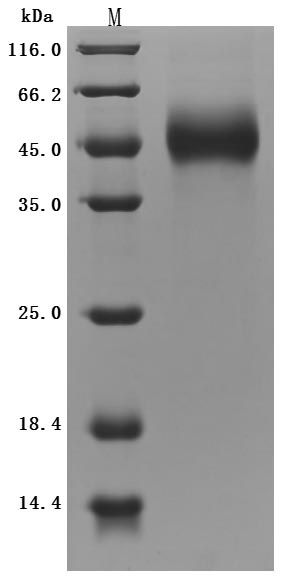 CSB-MP750964MO1 SDS-PAGE