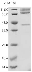 CSB-MP7605MOV SDS