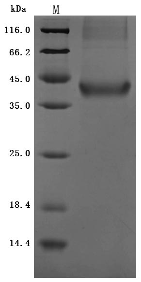 CSB-MP764932HU SDS-PAGE