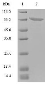 SDS-PAGE- Recombinant protein Norwalk ORF2