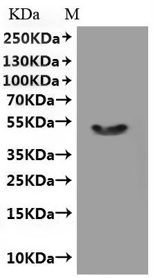CSB-MP768757HU1 is detected by Mouse anti-6*His monoclonal antibody.