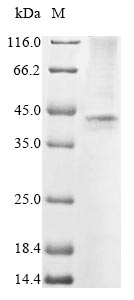 SDS-PAGE- Recombinant protein Human BPHL