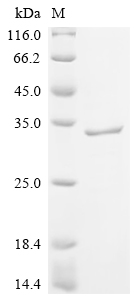 Recombinant Human Pulmonary surfactant-associated protein A1 (SFTPA1) - image 1