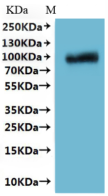 CSB-MP810349CSC is detected by Mouse anti-6*His monoclonal antibody.