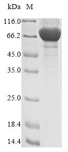 SDS-PAGE- Recombinant protein Human FAM20C