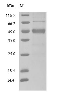 CSB-MP819898HU SDS-PAGE