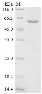 Recombinant Human Angiopoietin-related protein 6 (ANGPTL6) - image 1
