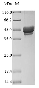 Recombinant Mouse Chitinase domain-containing protein 1 (Chid1) - image 1