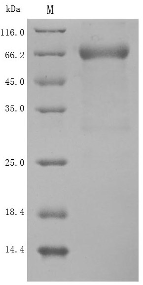 CSB-MP835707HU-SDS