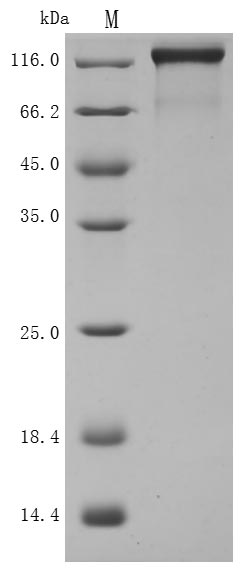 CSB-MP835707HUd9-SDS