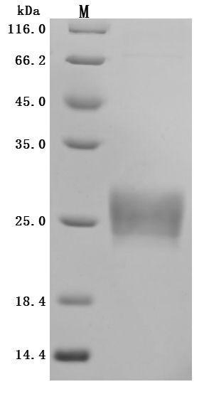 CSB-MP836195HU-SDS