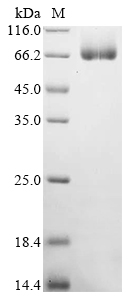 Recombinant Mouse Chitinase-like protein 4 (Chil4) - image 1