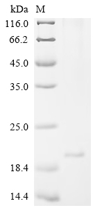 Recombinant Mouse Uncharacterized protein C1orf54 homolog - image 1