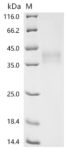 Recombinant Mouse CD276 antigen (Cd276) , partial - image 1
