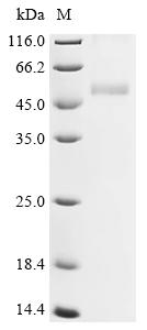 Recombinant Varicella-zoster virus Envelope glycoprotein L (gL) - image 1