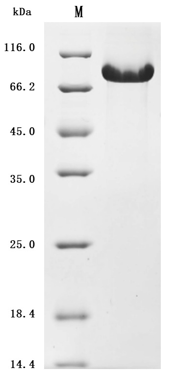 CSB-MP865099HU SDS