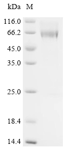 Recombinant Mouse Z-DNA-binding protein 1 (Zbp1) - image 1