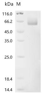 CSB-MP878862HU SDS