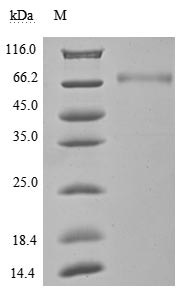 CSB-MP878942HU1-SDS