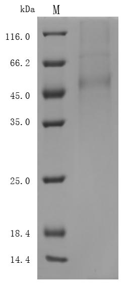 CSB-MP882142HU-SDS