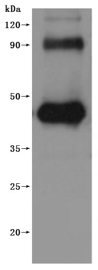 CSB-MP882153HU-WB