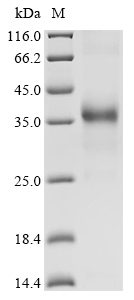 Recombinant Dendroaspis angusticeps Dendrotoxin B, partial - image 1