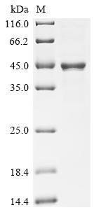 (Tris-Glycine gel) Discontinuous SDS-PAGE (reduced) with 5% enrichment gel and 15% separation gel.