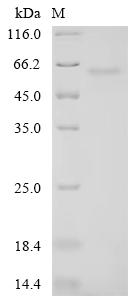 Recombinant Human RNA-binding protein PNO1 (PNO1) - image 1