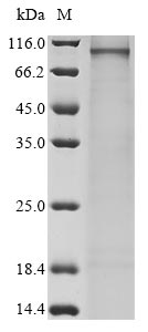 Recombinant Human Semaphorin-3G (SEMA3G) - image 1