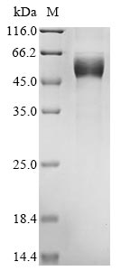 Recombinant Mouse Heme-binding protein 1 (Hebp1) - image 1