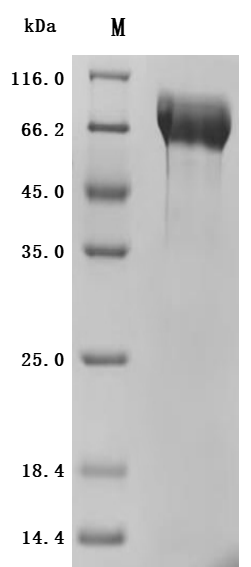 Recombinant Human Mucin-13 (MUC13) , partial (Active) - image 3