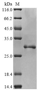 Recombinant Human Apoptosis-associated speck-like protein containing a CARD (PYCARD) - image 1